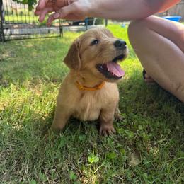Gold Collar - Golden male Golden Retriever puppy in Tulsa, Oklahoma from Triple J Goldens, LLC