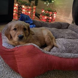 Golden Retriever Puppies from PDA Goldens