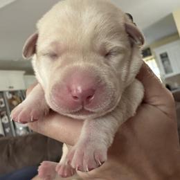 Gray collar - Yellow male Labrador Retriever puppy in Callahan, Florida from Black Bell Labrador Retrievers