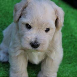 Sully - Wheaten male Miniature Schnauzer puppy in Ferndale, Washington from Blackhorse Schnauzers Washington state