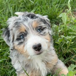 Leslie -500 delivery - female Australian Mountain Doodle puppy in Cortez, Colorado from Sassy Pants Pups