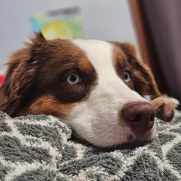 Chili - Australian Shepherd