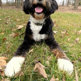 Bernedoodle Puppies from Sweet Pea Bernedoodles