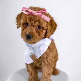 Sherpa - Apricot female Goldendoodle puppy in Jamestown, Kentucky from Milk & Honey Doodles