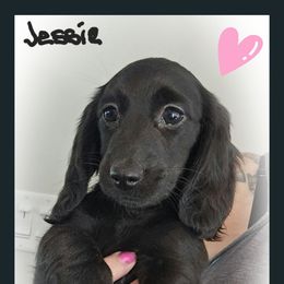 Jessie - Black female Dachshund puppy in Watertown, New York from Valley Springs Daschunds