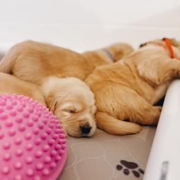 Golden Retriever Puppies from Gillit Family Goldens of NTX
