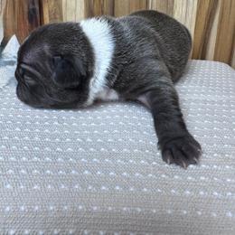 Ridge - Blue male French Bulldog puppy in Cleveland, Tennessee from Front Porch Frenchies