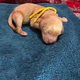 Cody - Apricot male Goldendoodle puppy in Georgetown, Tennessee from Georgetown designer and purebred puppies