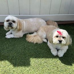 Snow White - Cream female Lhasa Apso puppy in Chickamauga, Georgia from Lorraine’s Lhasa Apsos by Mia Kentucky Rose