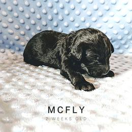 Sheepadoodle Puppies from Blue Spruce Doodles