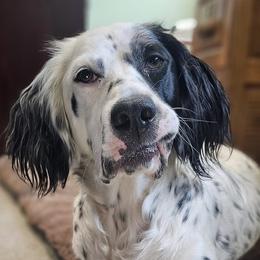 Tempe - Blue belton female English Setter puppy in Boise, Idaho from English Setters of the Eyrie