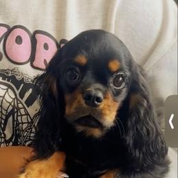 Mr.Max available July 1st - Black and tan male Cavalier King Charles Spaniel puppy in Beaverton, Oregon from Feray Valoir cavaliers