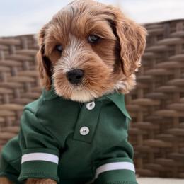Woody - Red  male Goldendoodle puppy in Blanchard, Oklahoma from Dream Doodles by Dondi