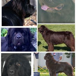 Newfoundland puppies from BurningEmbers