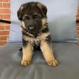 German Shepherd Puppies from Southern Lakes German Shepherds