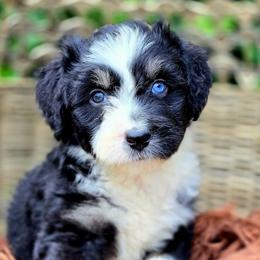 Witchita - Price 3250 - Black tri-color male Aussiedoodle puppy in Ennis, Texas from God’s Little Aussies