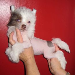 Chinese Crested Puppies from Jewels Chinese Cresteds