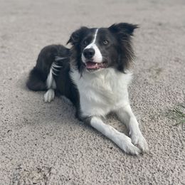 Rue - Border Collie