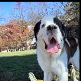 Yahtzee - Saint Bernard