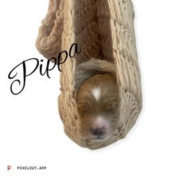 Goldendoodle Puppies from Graystone Doodles