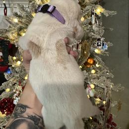 Noel - Lemon and white female Basset Hound puppy in Gulf Breeze, Florida from Breeze Basset Hounds