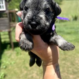 Dark Purple Girl - Salt and pepper female Miniature Schnauzer puppy in Floyd, Virginia from Little River Puppies