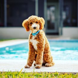 Mateo - Poodle