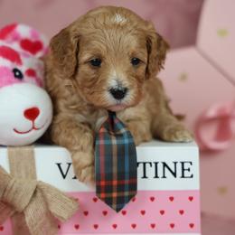 McDavid - Red male Cavapoo puppy in Murray, Utah from Good Looking Dogs
