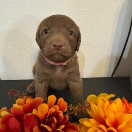 Light Pink - Deadgrass female Chesapeake Bay Retriever puppy in Lewiston, Utah from Bellus Chesapeakes