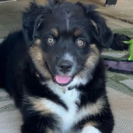 Chili - Australian Shepherd puppy from KMooreAussies