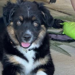 Chili - Australian Shepherd puppy from KMooreAussies