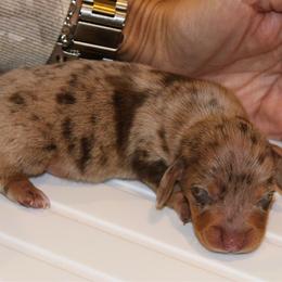 Dapple Boy 1 - Dapple male Dachshund puppy in Nacogdoches, Texas from S7 Dachsunds