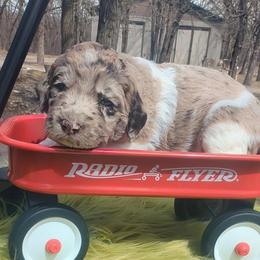 Cash - male Newfypoo puppy in South Haven, Minnesota from Hidden Haven Poodles and Doodles