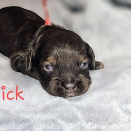 Nick - Brown and tan male Cockapoo puppy in Perry, Arkansas from Parker's Cockapoos