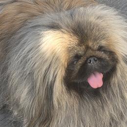 Jukebox - Pekingese