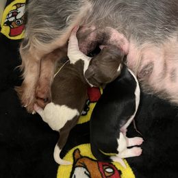 Girl 1 - Piebald female Dachshund puppy in Tennessee from Garage Door Kennels