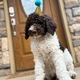 Poodle Puppies from Beansdoodles