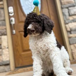 Poodle Puppies from Beansdoodles