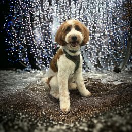 Toby - Goldendoodle
