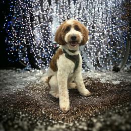 Toby - Goldendoodle