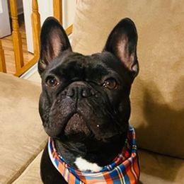French Bulldogs from La Toya's Frenchies