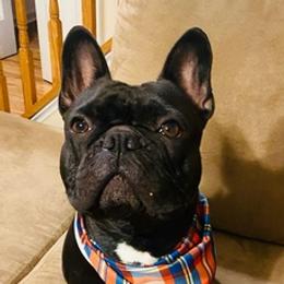 French Bulldogs from La Toya's Frenchies