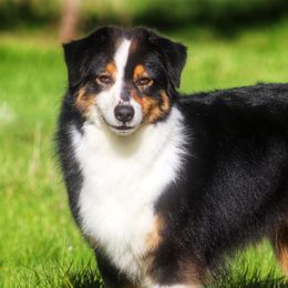 Selena - Miniature American Shepherd