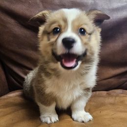 Tiny - Black and tan male Pembroke Welsh Corgi puppy in Castle Rock, Washington from Heckman Corgis