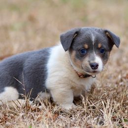 Girl 1 - Blue female Pembroke Welsh Corgi puppy in Ocala, Florida from Dolan Farms Corgis