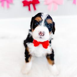 Pax - Tri-color male Bernedoodle puppy in Mahomet, Illinois from Jordan Family Doodles