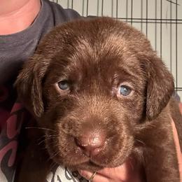 Teal Girl - Chocolate female Labrador Retriever puppy in Rock Hill, South Carolina from North Star Retrievers