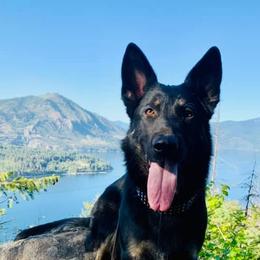 German Shepherds from Erin Zahler's German Shepherds