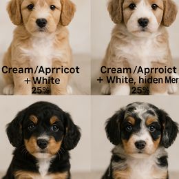 Goldendoodle puppies from Angel Pups Deluxe