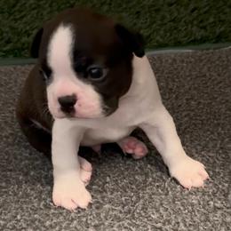 Pup 3 - Black brindle and white male Boston Terrier puppy in Winnsboro, Texas from Gold Buckle Kennel